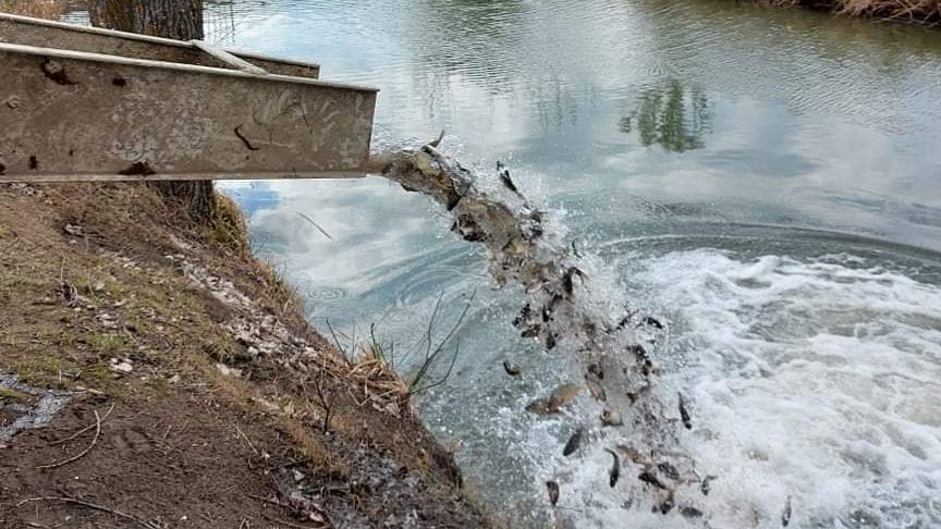 Beol Egynyaras Pontyok Ker Ltek A B K Si Horg Szvizekbe