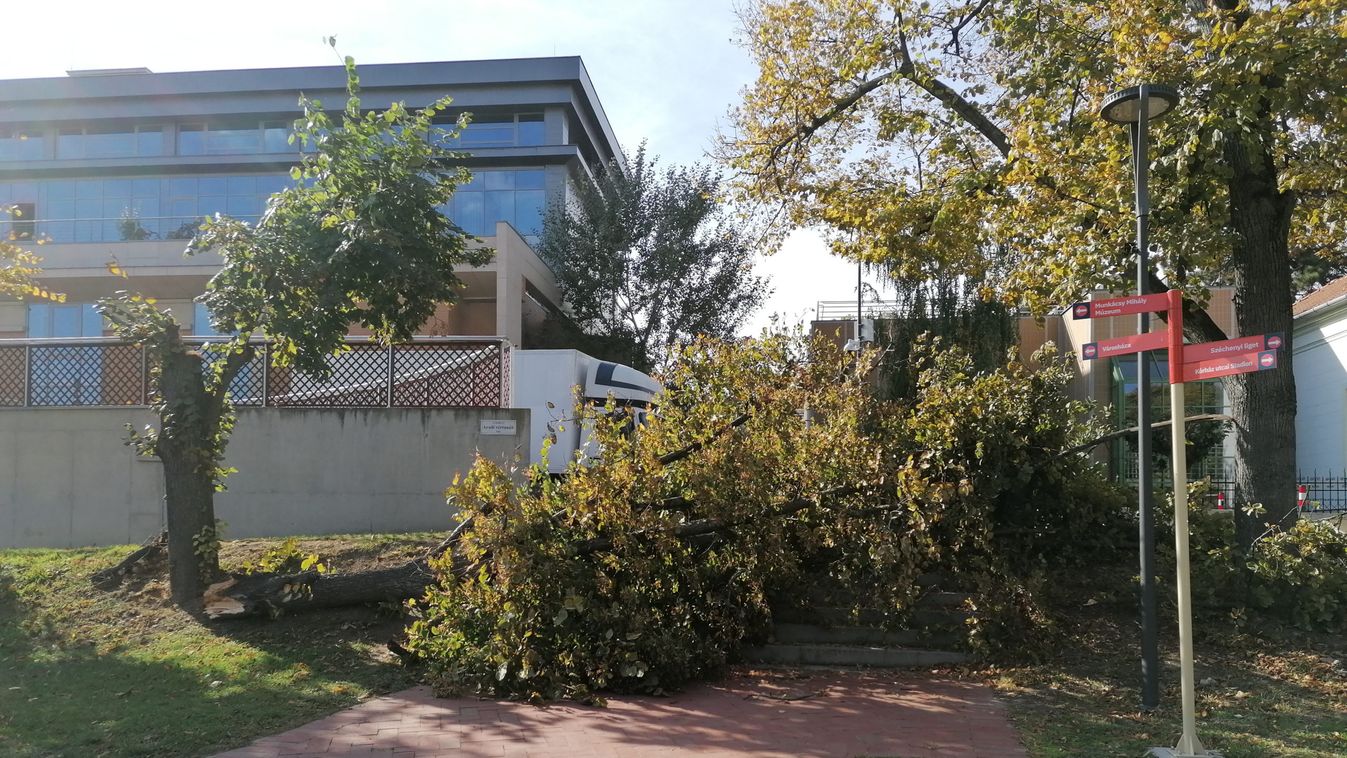 Fa dőlt ki a CSAKK előtt, eltorlaszolja a lépcsőt