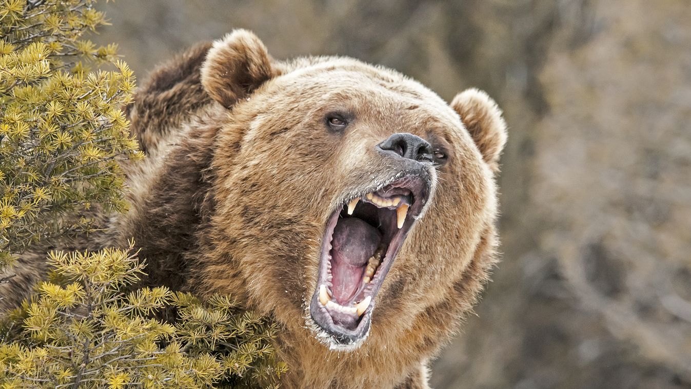 Egy hétig tartott rettegésben egy grizzly medve egy alaszkai táborozót