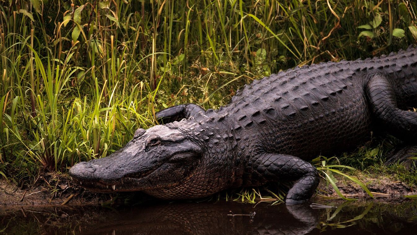 Emberi maradványokkal a gyomrában fogtak be egy aligátort Louisianában