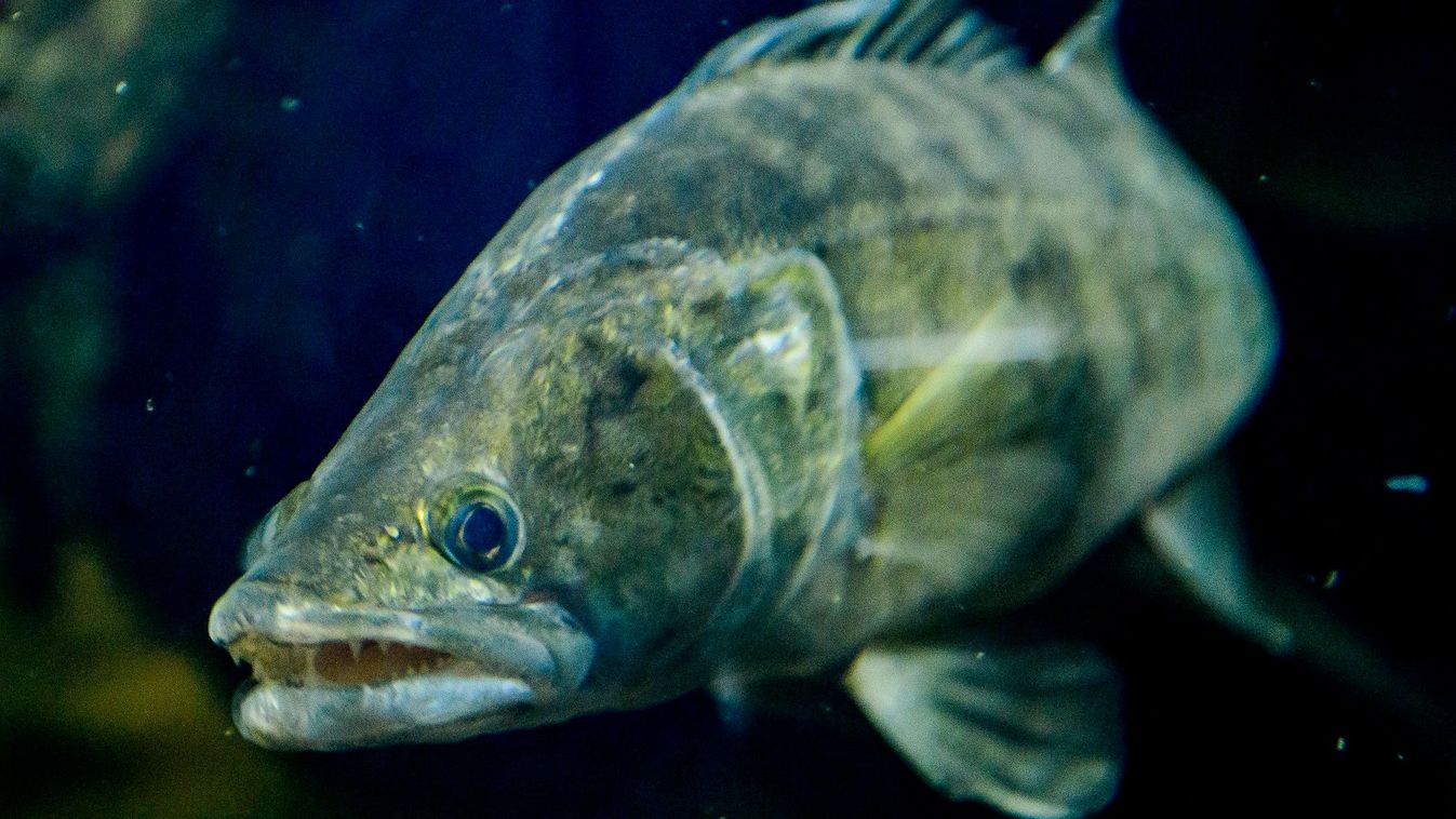 Mesterséges fészkekkel segítik a süllők szaporodását a Dunában (fotók)