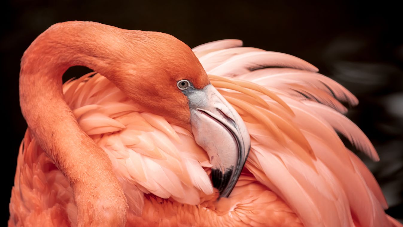 17 éve volt szökésben az állatkerti flamingó, amikor rátaláltak