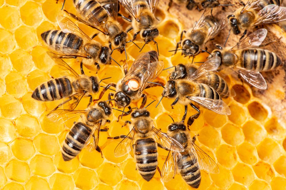 The,Queen,(apis,Mellifera),Marked,With,Dot,And,Bee,Workers