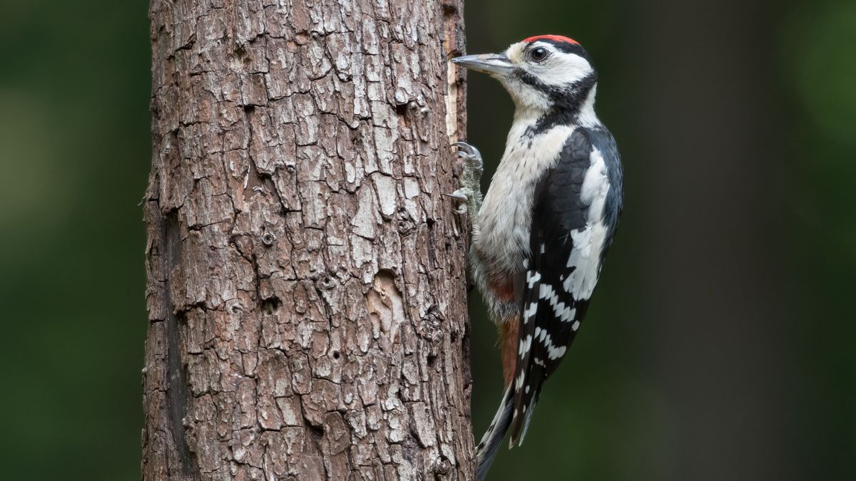Great,Spotted,Woodpecker,(dendrocopos,Major),Sitting,In,A,Tree,,Photographed