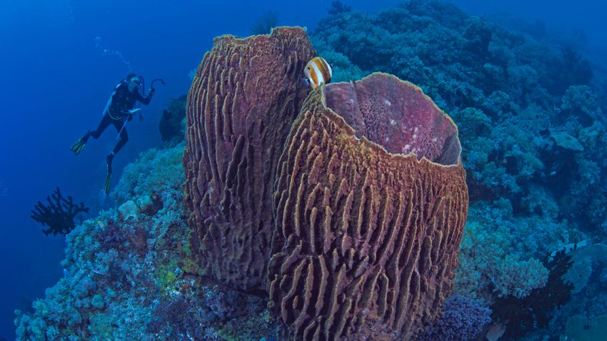 The largest sponge bleaching operation to date has been carried out off the coast of New Zealand