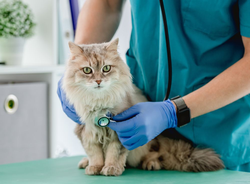 Vet,Listening,Fluffy,Cat,Using,Stethoscope,During,Appointment,In,Veterinary
