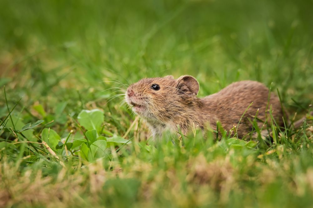 Common,Mole,In,Its,Natural,Habitat,Search,Some,Food