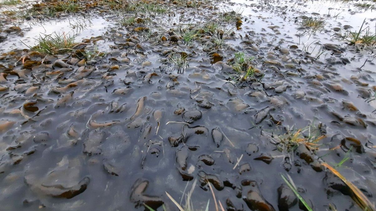 Algák lepték el a nedves gyepeket a Kardoskúti Fehértónál