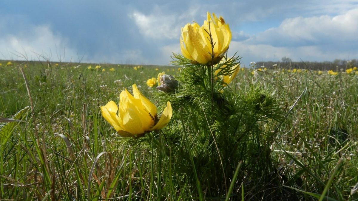 virágzás,tavaszi hérics,Körös-Maros Nemzeti Park