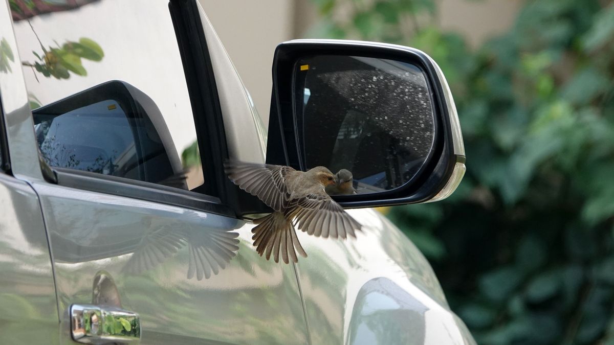 madarak, autók, tükörkép, tükör