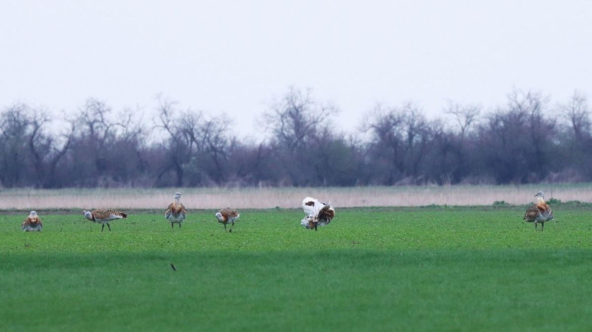 túzokdürgés, násztánc, kakasok, nemzeti park