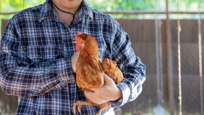 Asian,Farmer,Man,Holding,Chicken,In,His,Natural,Chicken,Farm.