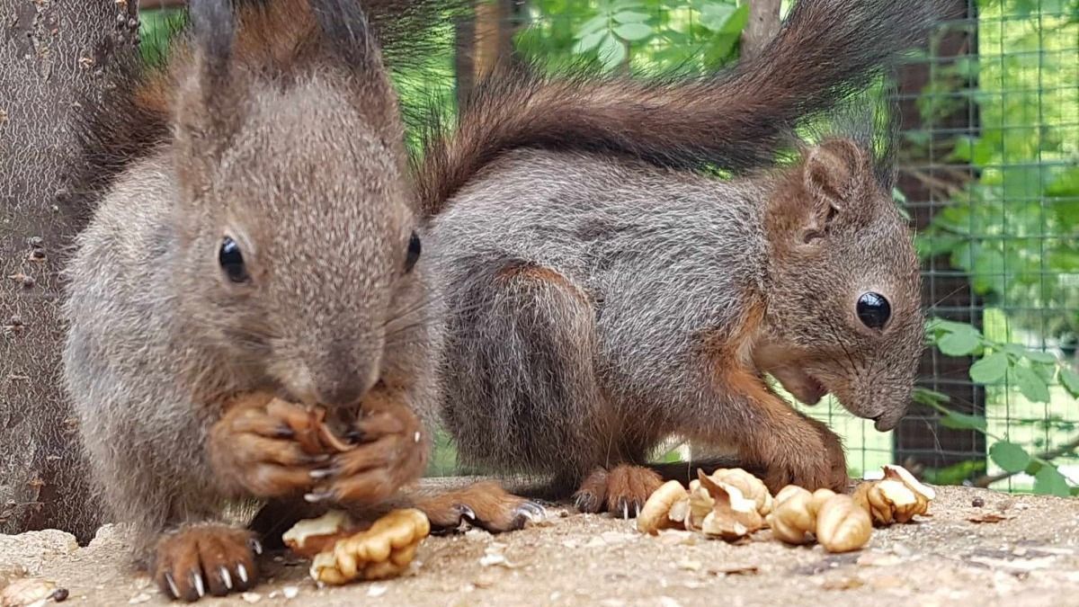 mókusok, nemzeti park, mókus
