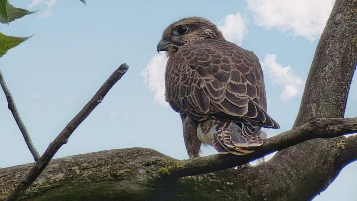 kerecsenfiókák, kerecsensólymok, nemzeti park, fészek