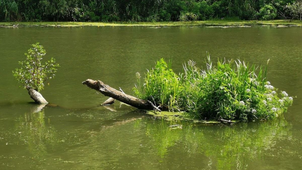 gyilkos csomorika, nemzeti park, növény