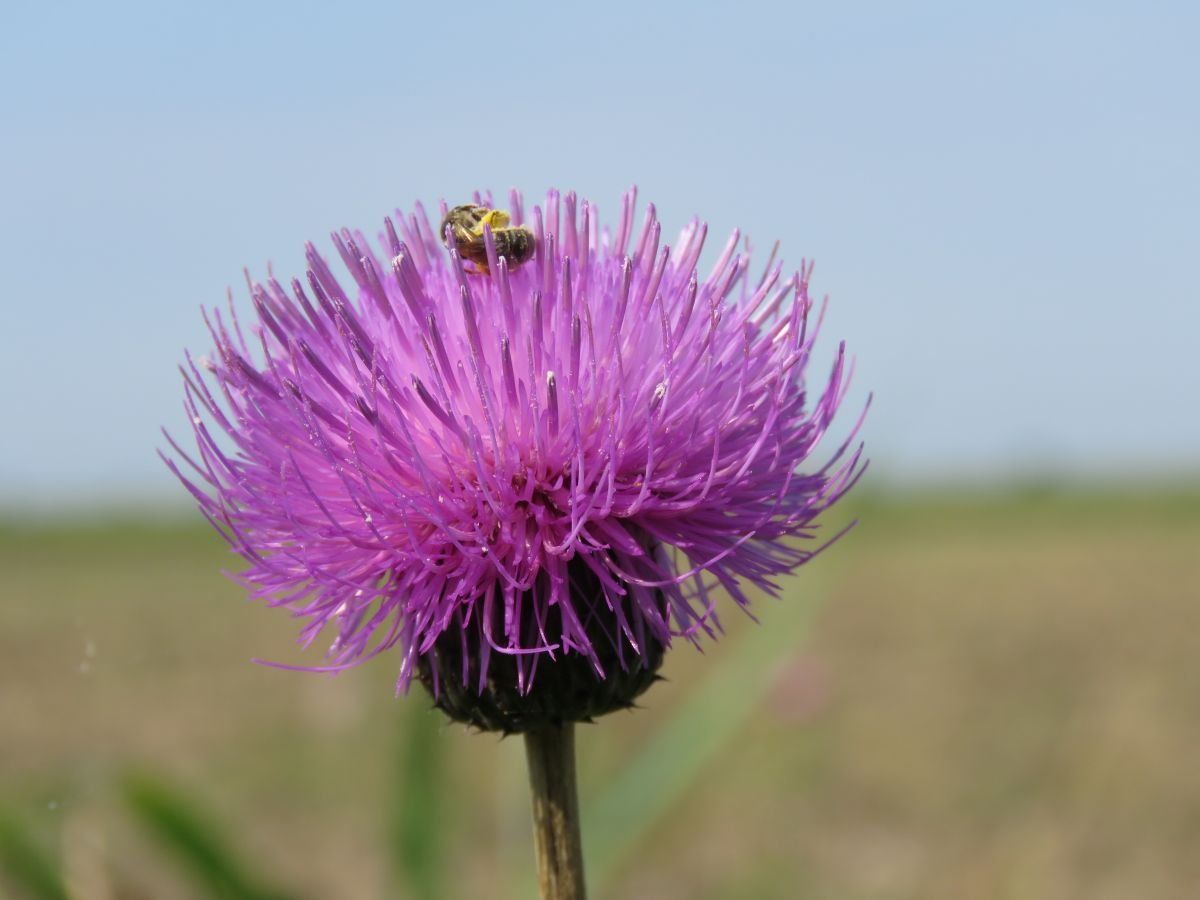 öldöklő aszat, nemzeti park