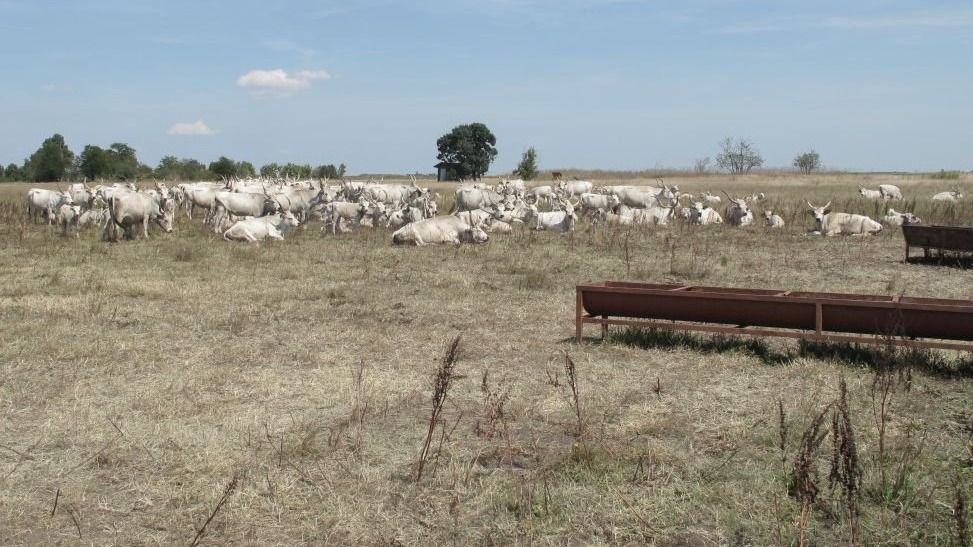 legeltetés, szürkemarhák, cigája, puszta