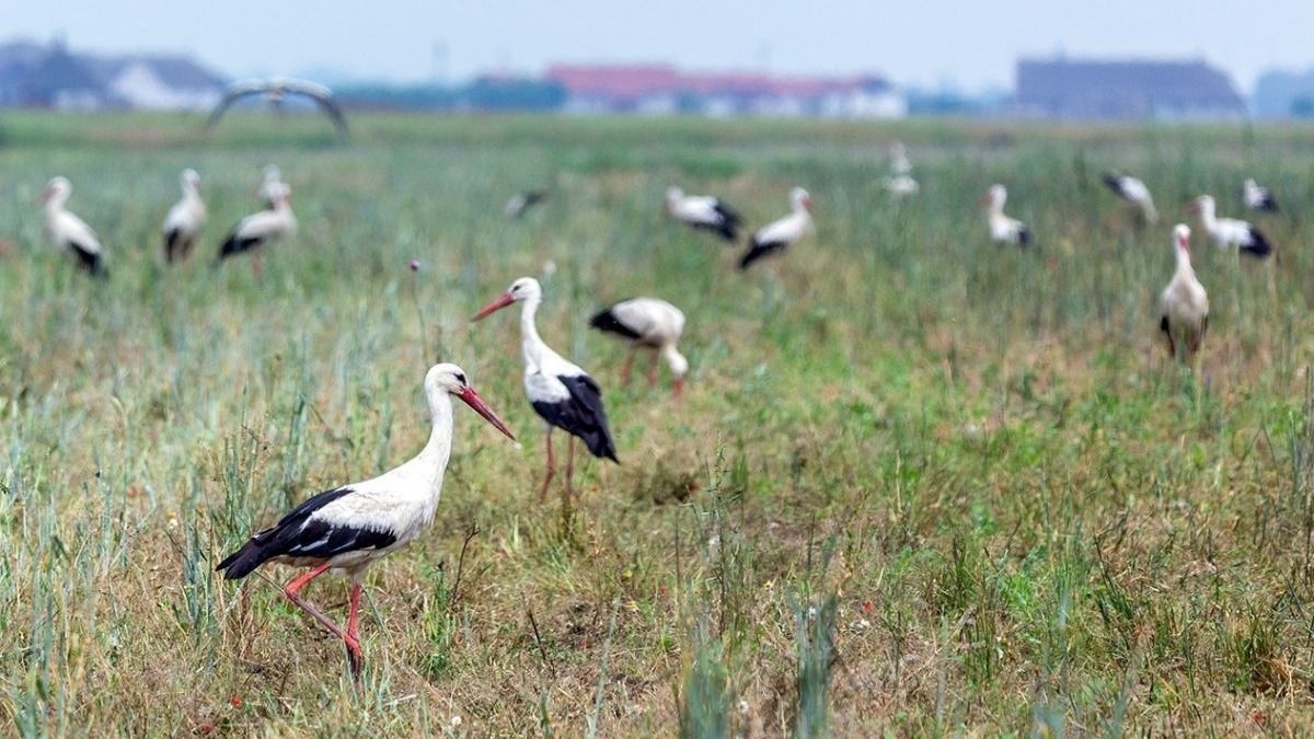 körös-maros nemzeti park, gólyák, gyülekeznek, gólyafiókák