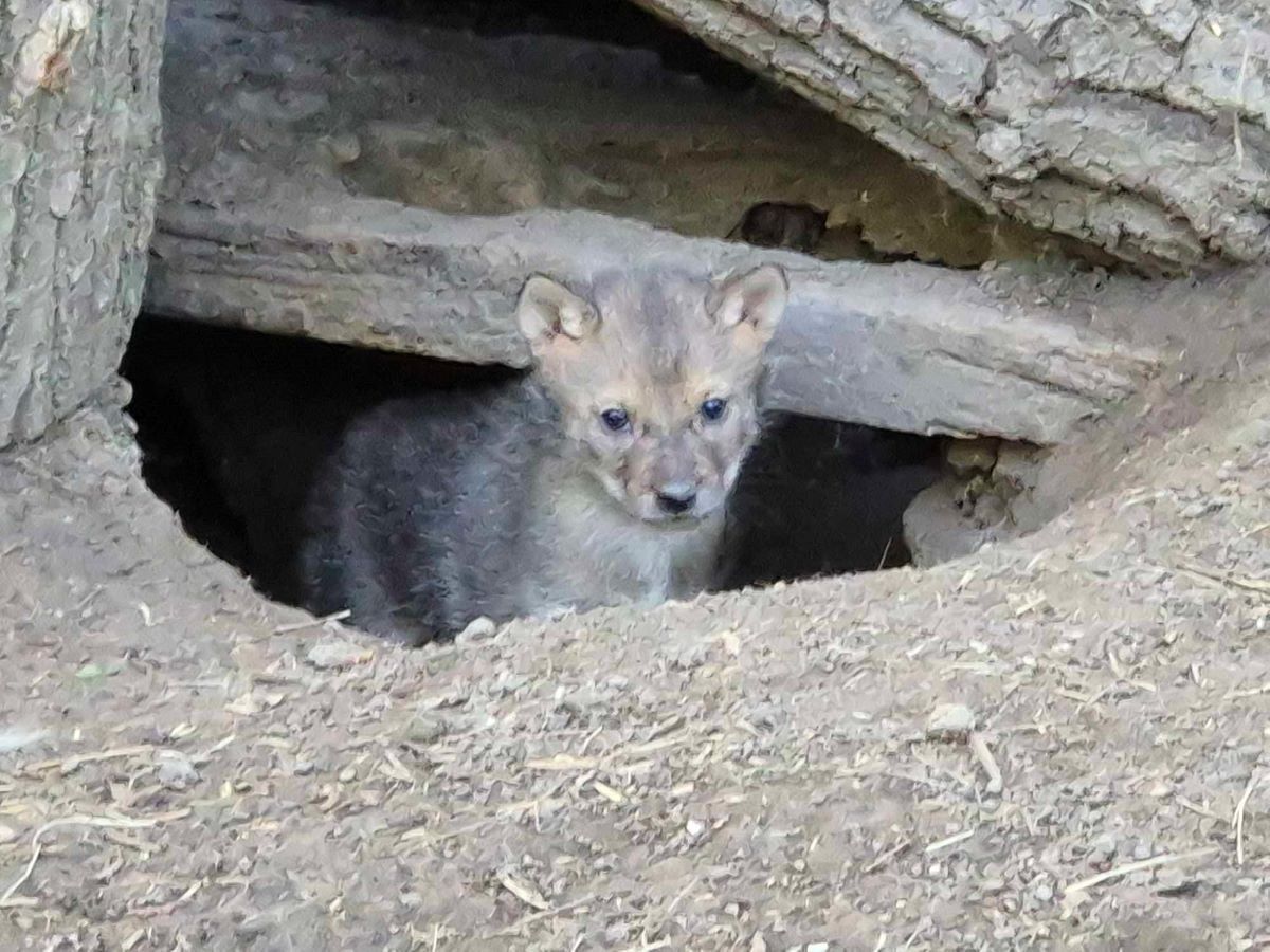 Egyre többször kandikálnak ki kíváncsi szemekkel a kotorék bejáratán a Körösvölgyi Állatpark aranysakálkölykei. Fotó: Urbancsok Éva/KMNP