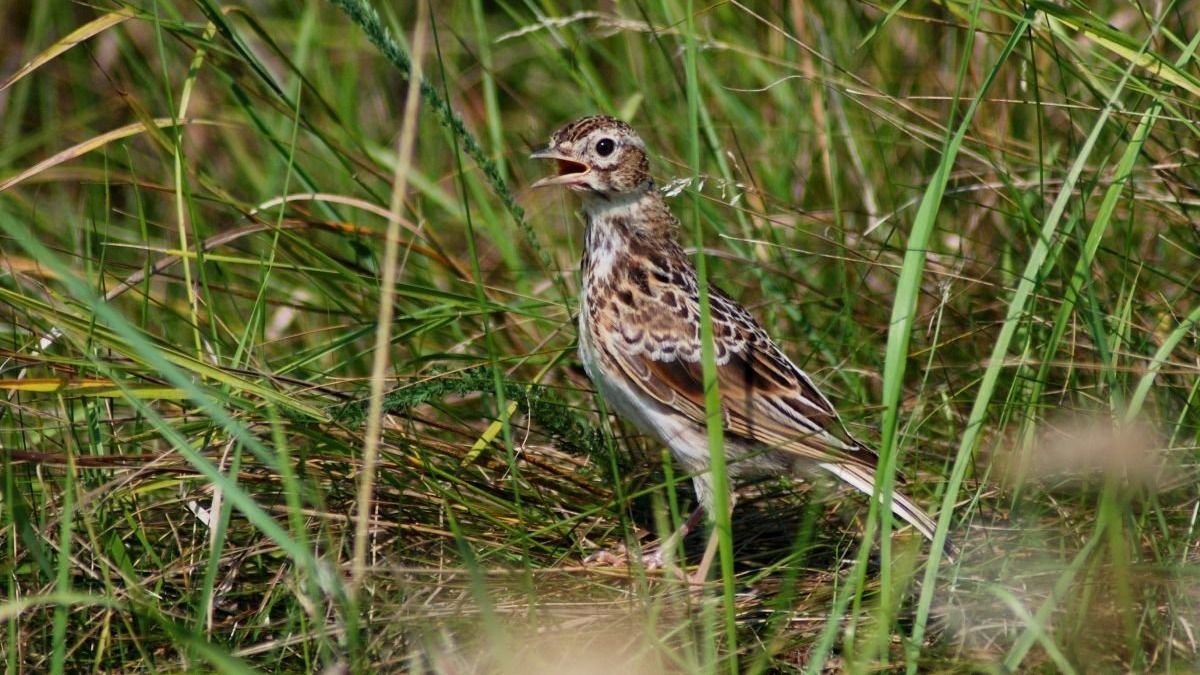 mezei pacsirták, kirepült, Körös-Maros Nemzeti Park