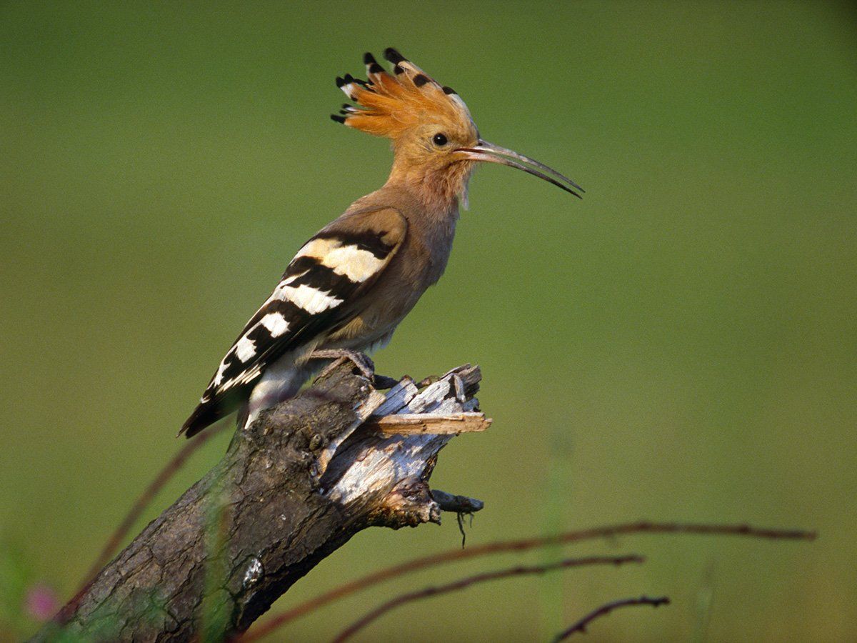 búbos banka, nemzeti park, 