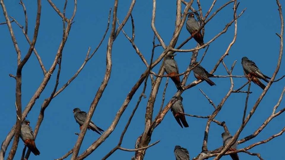 kék vércsék, Körös-Maros Nemzeti Park