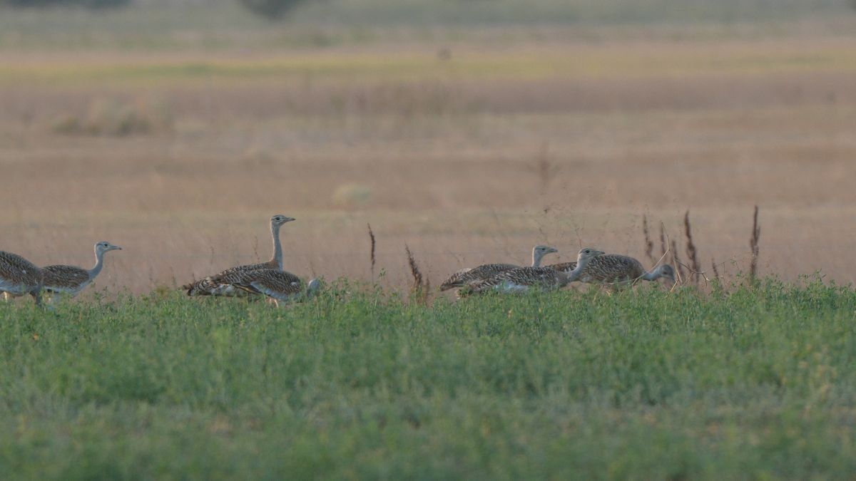 túzok, túzokcsalád, nemzeti park