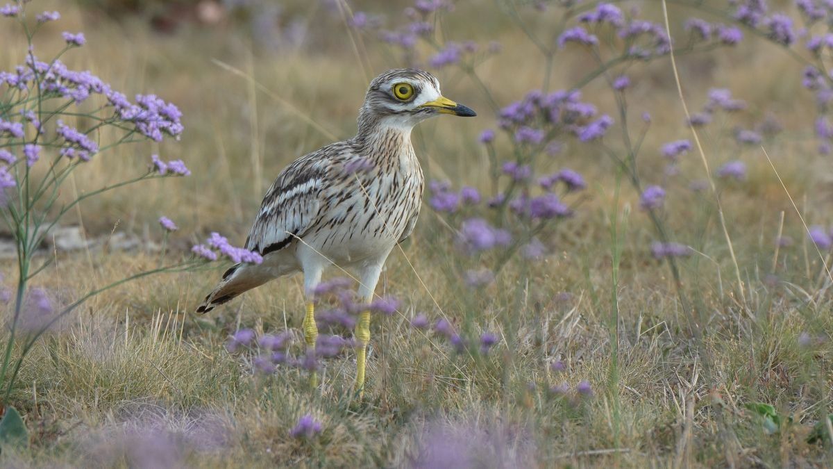 ugartyúk, Körös-Maros Nemzeti Park, költ