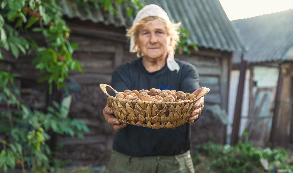 Grandmother,Collects,Walnuts,In,The,Garden.,Selective,Focus.,Food.