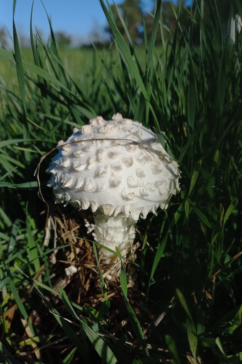 őzlábgalóca, Körös-Maros-Nemzeti  Park