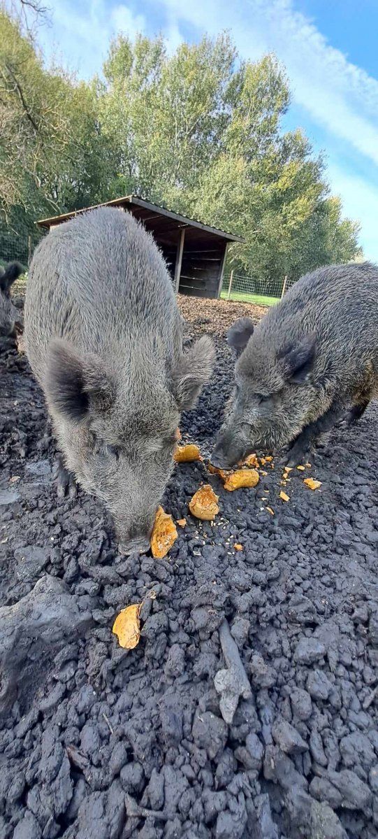 Körösvölgyi Állatpark, ősz, lakók, csemege