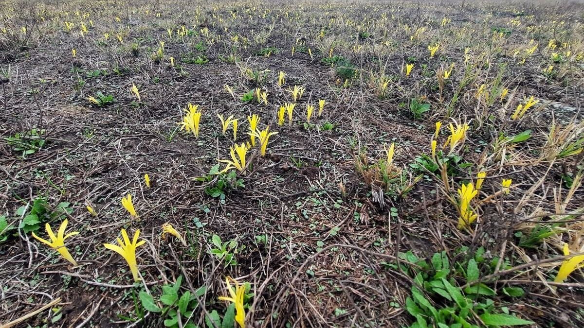 puszta, eső, kizöldült, Körös-Maros Nemzeti Park