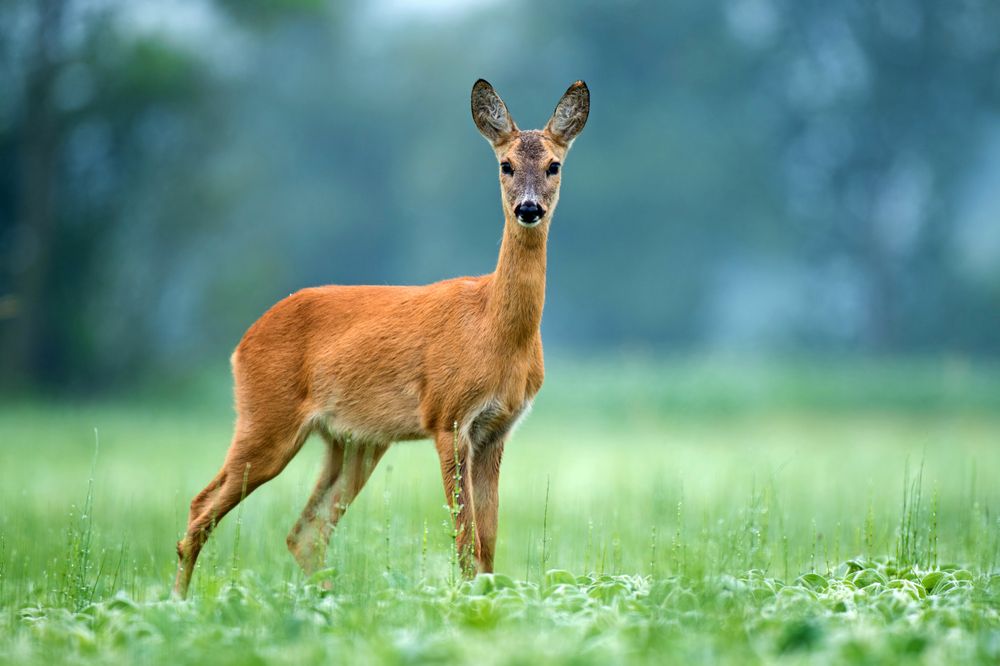 tömeges őzpusztulás, vizsgálat, Békés vármegye