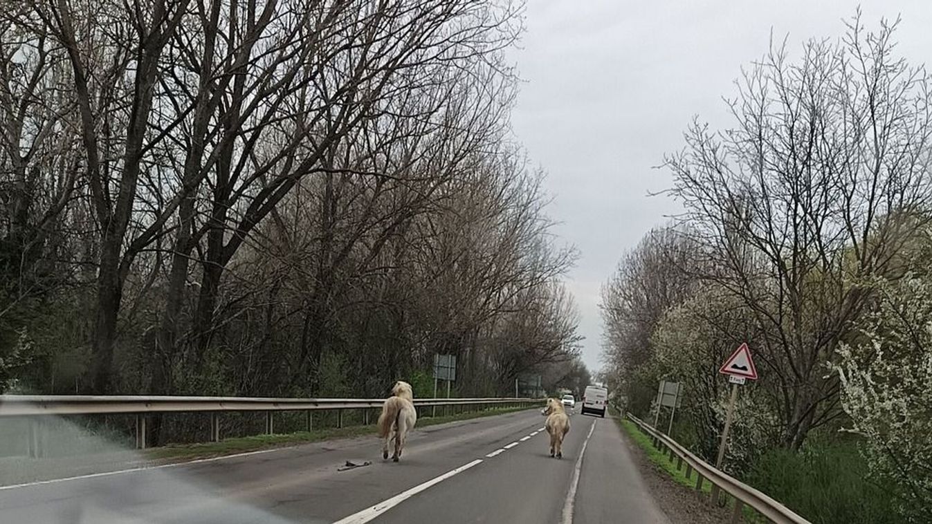 Vágtázó lovakat kerülgettek az autósok a 44-esen