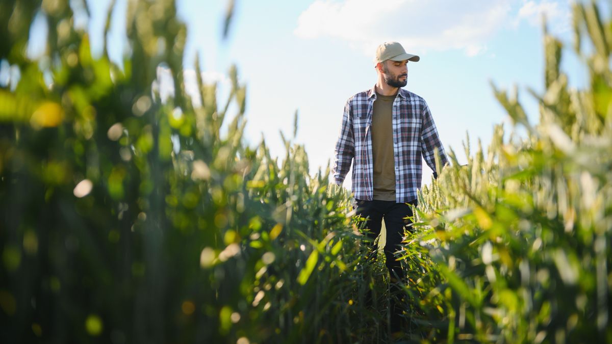 Happy,Bearded,Farmer,In,Cap,Standing,On,Agricultural,Wheat,Field.