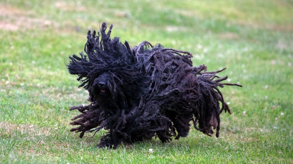 Black,Hungarian,Puli,Dog,Running,On,Grass,With,Dreadlocks,Flying, Nem figyelt a kutyára, gondatlanságból elkövetett súlyos testi sértés lett a vége.