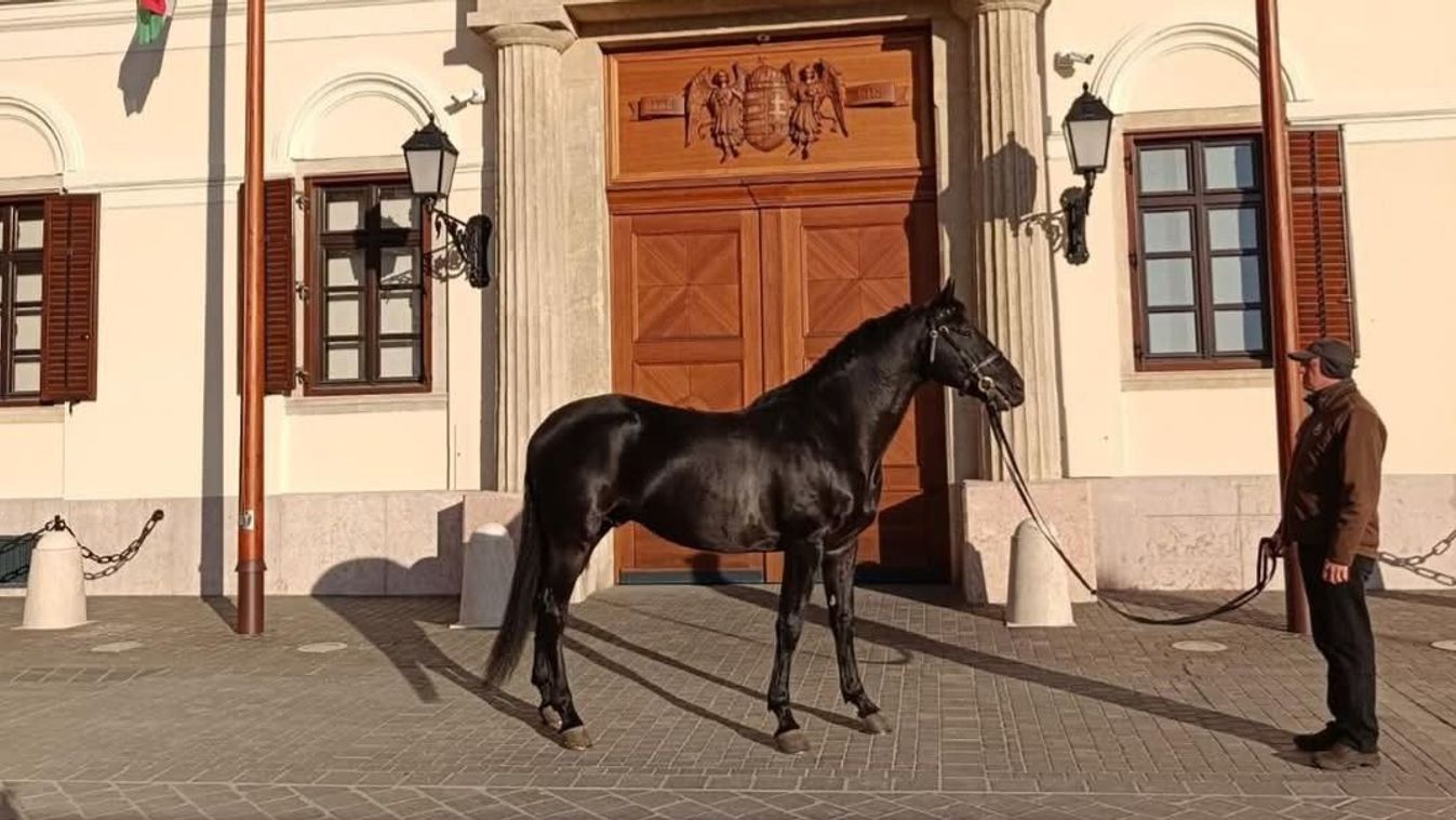 Főúr, a csődör párra vágyik Törökországban, mezőhegyesi kancát kap