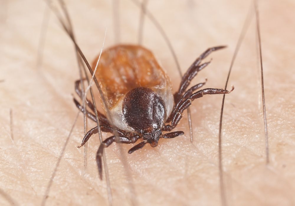 kullancs, Tick,Feeding,On,Human,,Extreme,Close,Up,With,High,Magnification,