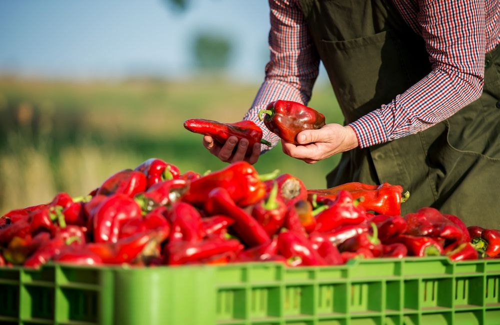 Körösnagyharsány Agricultural,Production.,Farmer,Controls,Quality,Of,Paprika,After,The,Harvest,