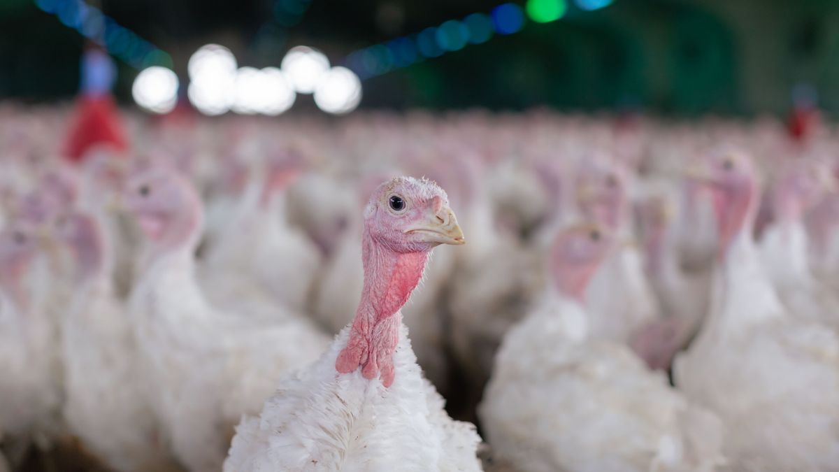 madárinfluenza, szarvas, h5n1, nébih