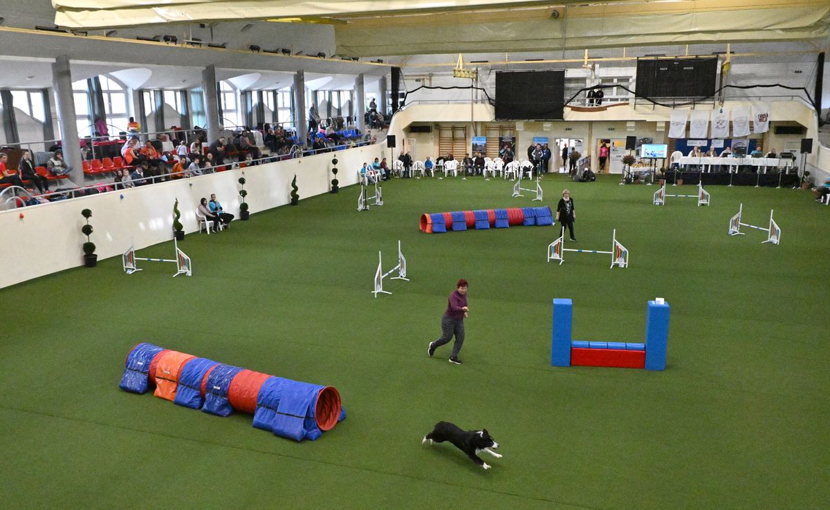 kutyás agility verseny