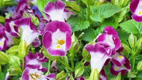 Close-up,Of,Colorful,Wishbone,Flowers,(torenia,Fournieri),In,A,Lush