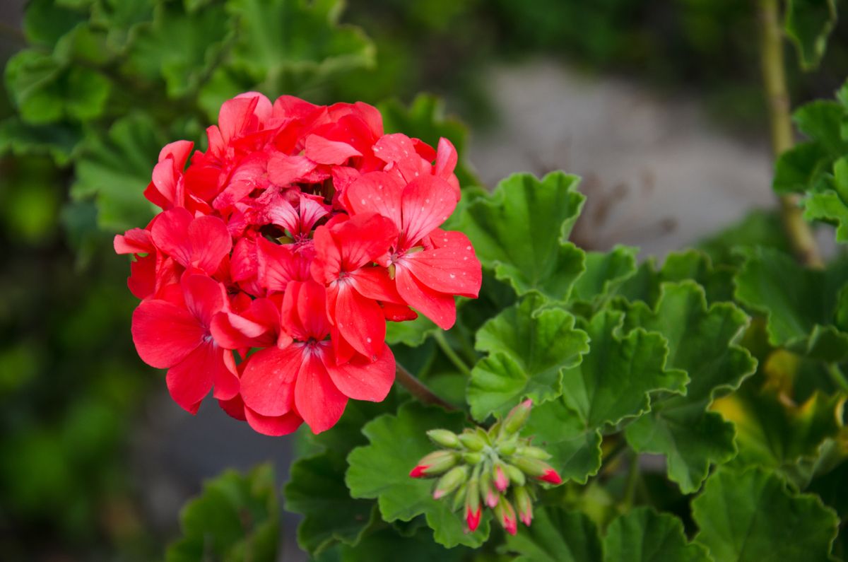 Geranium Pelargonium in bloom