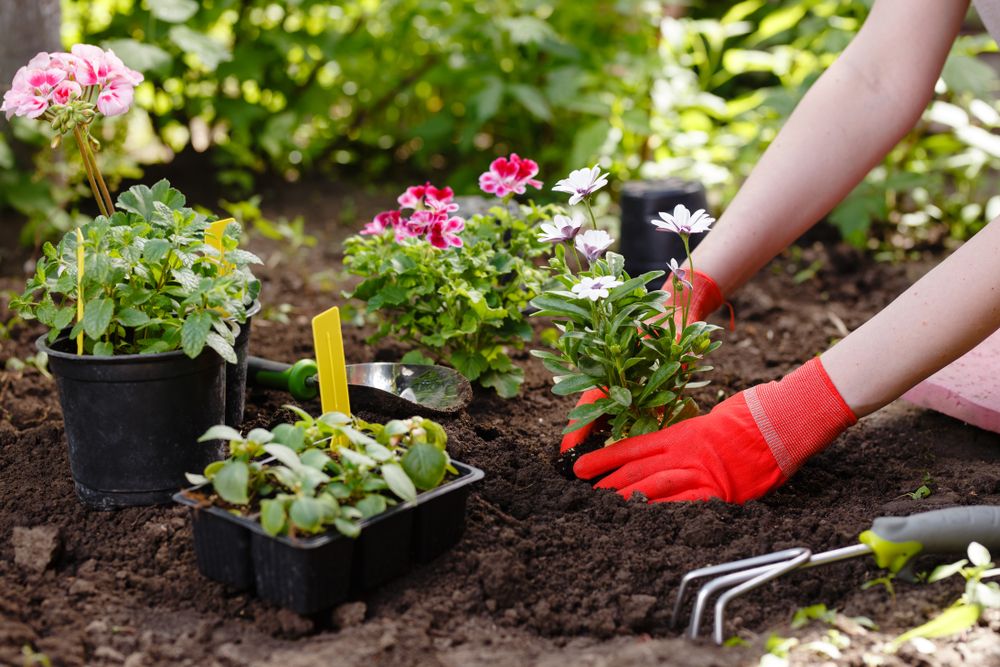 Gardener,Woman,Planting,Flowers,In,The,Garden,At,Sunny,Morning
