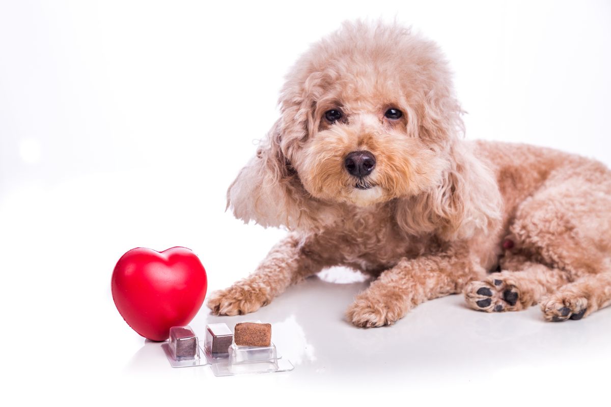 Poodle,Pet,Dog,With,Beef,Chewables,For,Heartworm,Protection,And