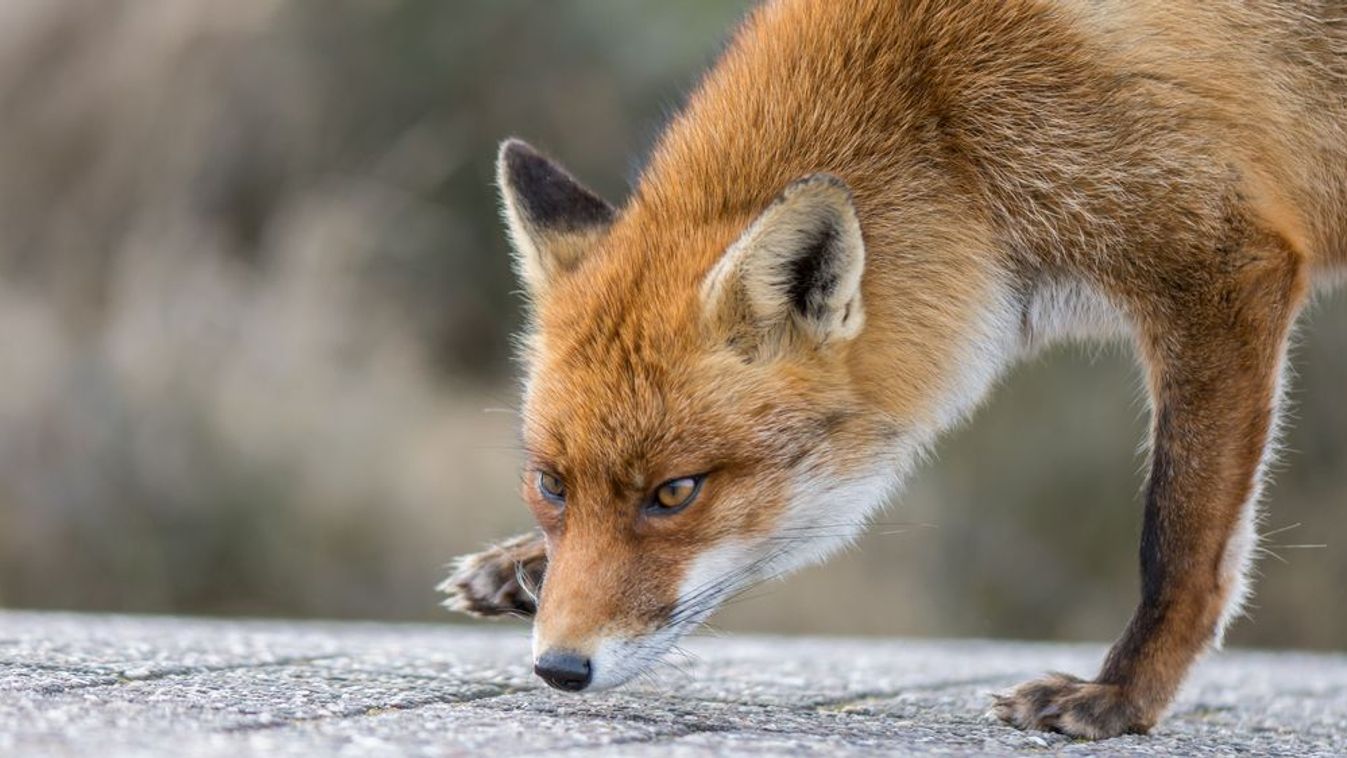 Kis Roka Csak ezt ne tegye, ha feltűnik a róka a városban