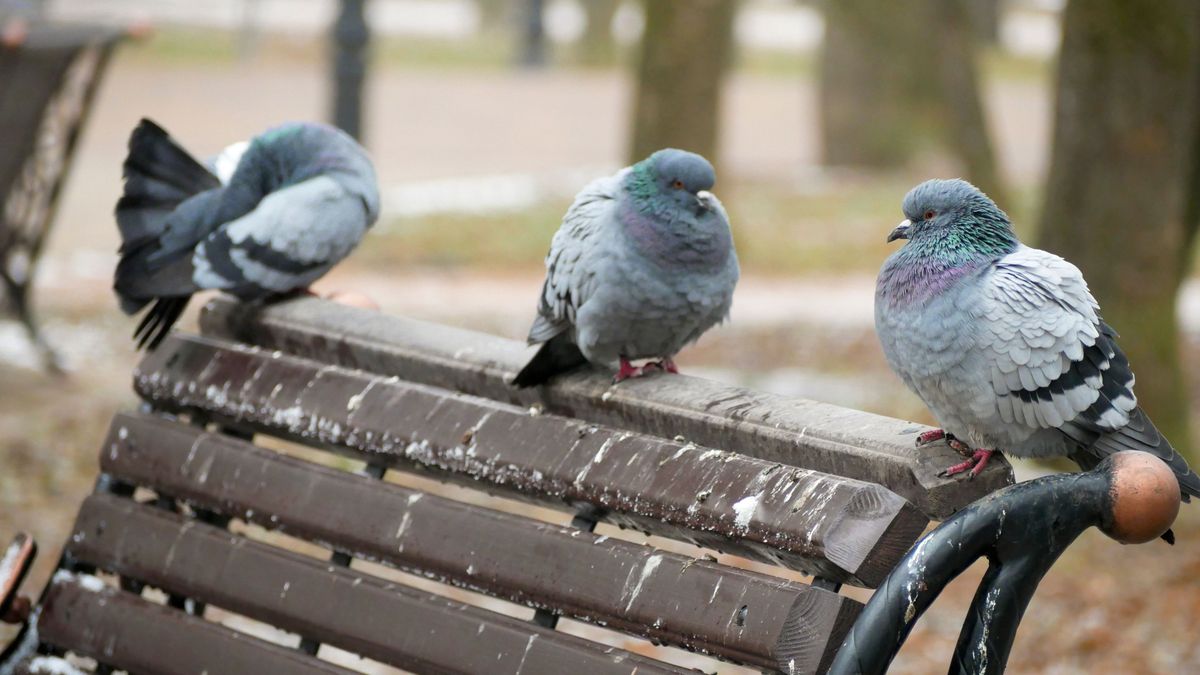 galamb, békéscsabai galambinvázió, örvös galamb, békéscsaba