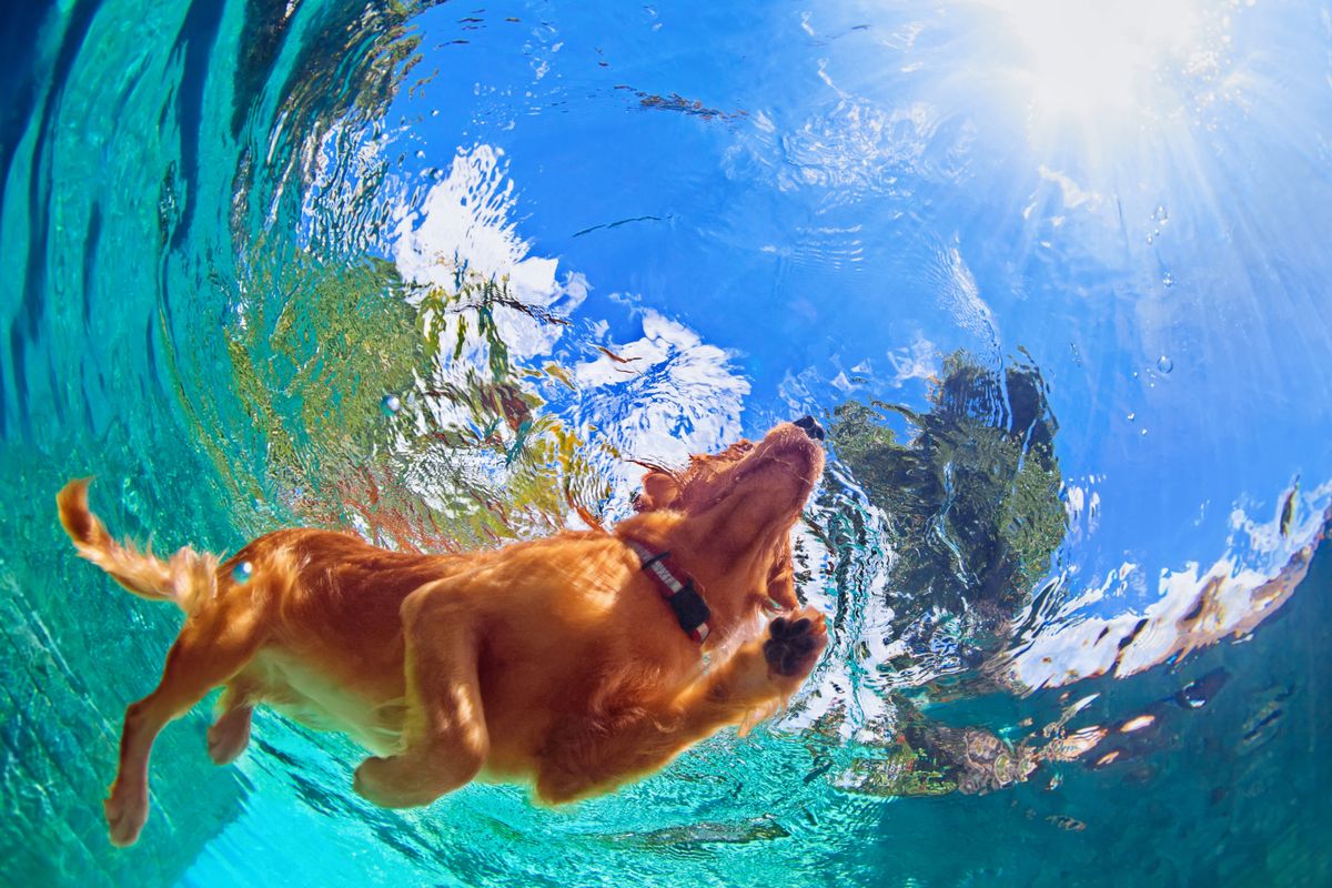 Underwater,Photo,Of,Golden,Labrador,Retriever,Puppy,In,Outdoor,Swimming