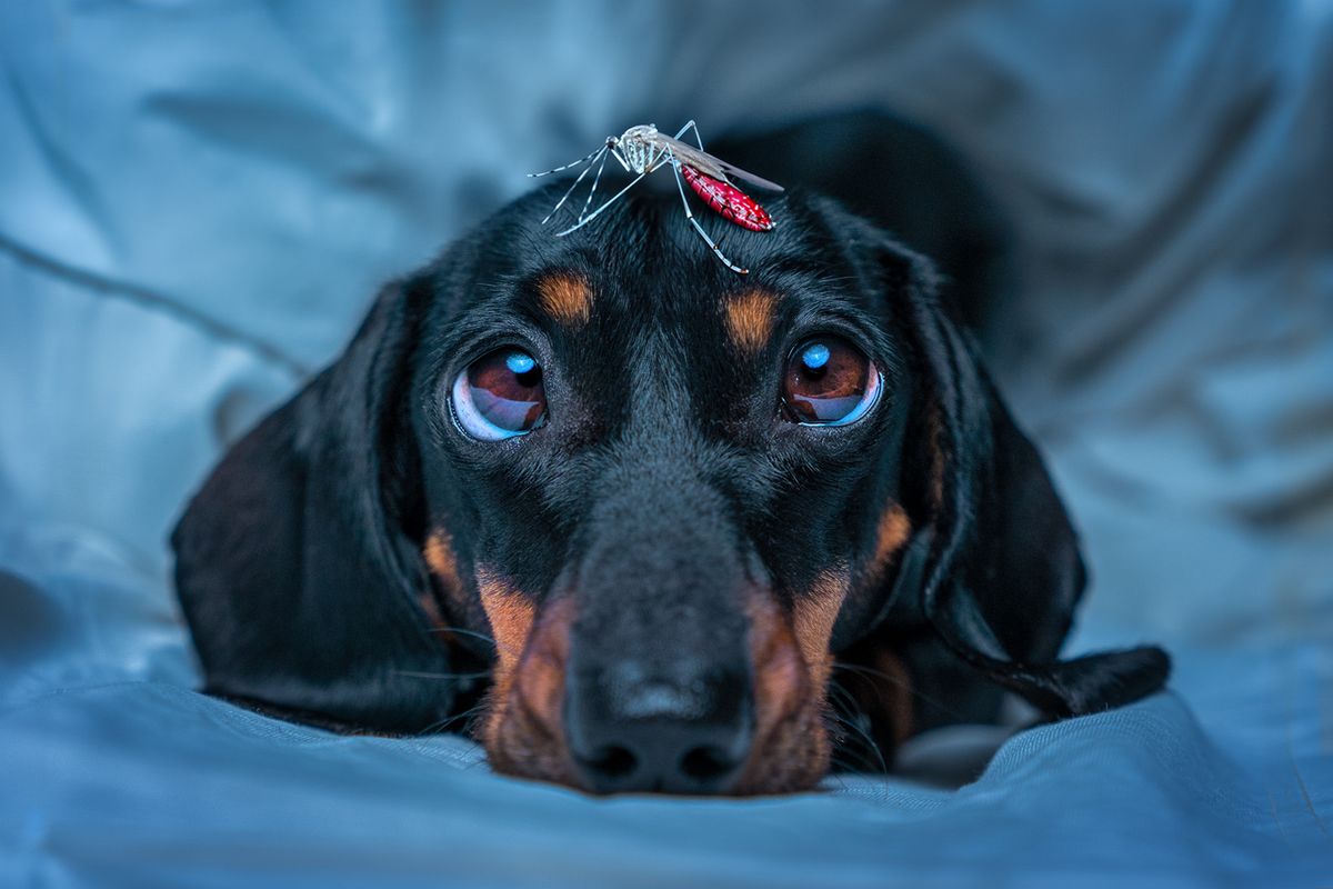 Exhausted,By,Sleepless,Night,,Dog,Dachshund,Lies,On,Blanket,Looks