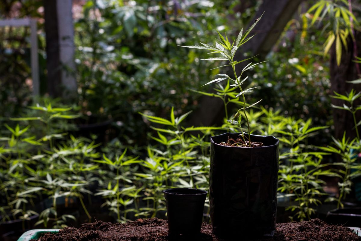 A,Small,Cannabis,Plant,Growing,In,A,Black,Bag,With